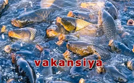Vakansiya Gəncə: Balıq baxıcısı axtarılır