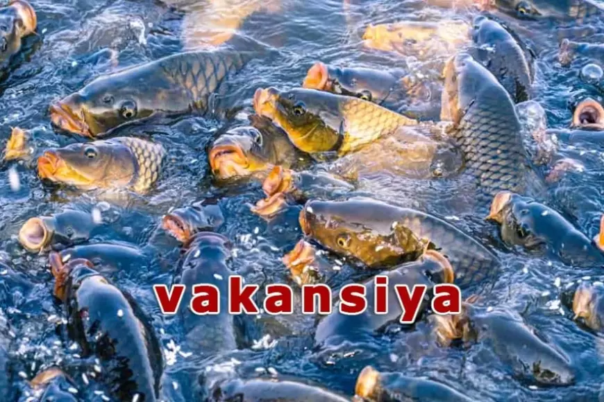 Vakansiya Gəncə: Balıq baxıcısı axtarılır